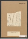 Schizonema medusinum (Kuetz.) Menegh. (de-Toni-Nr.: Genus 20, Species 1193) Zeichnungen Sammlung Grunow Nr. 2300 (NHMW-BOT-W0369422)